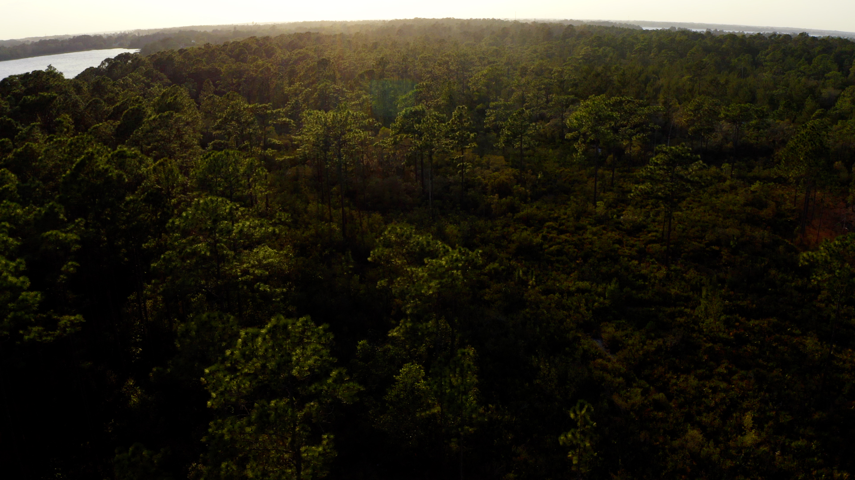 Aerial view of upland habitat with pine trees