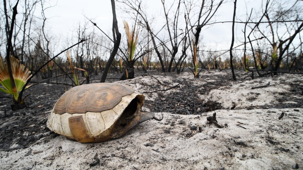 Gopher tortoise shell in a burned sandy habitat
