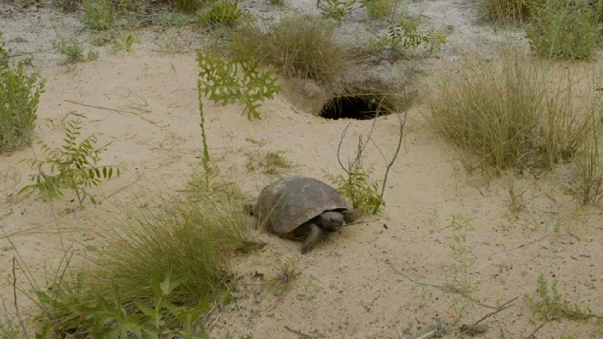 Gopher tortoise next to a burrow