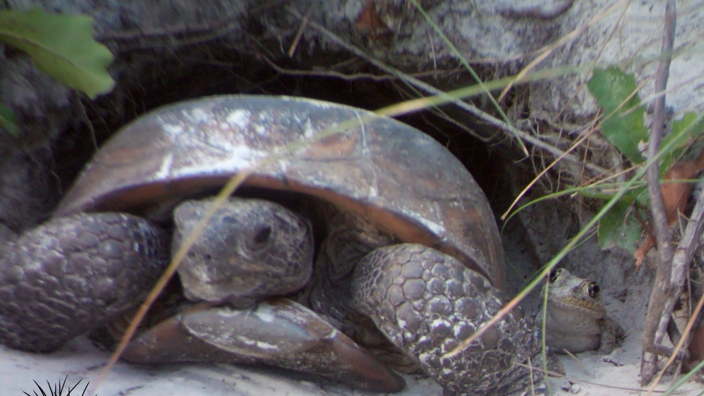 Gopher tortoise and gopher frog in burrow
