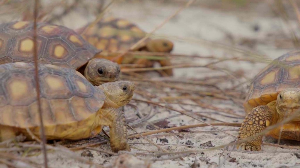 Baby gopher tortoises